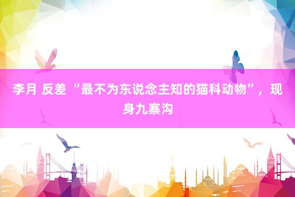 李月 反差 “最不为东说念主知的猫科动物”，现身九寨沟